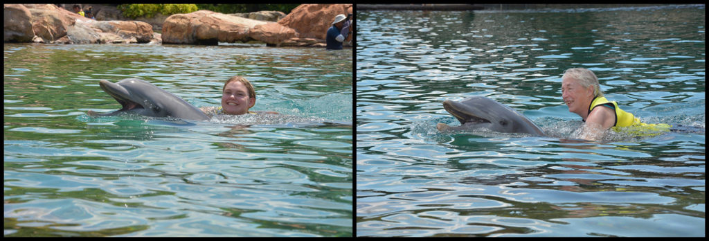 Swimming With The Dolphins Discovery Cove