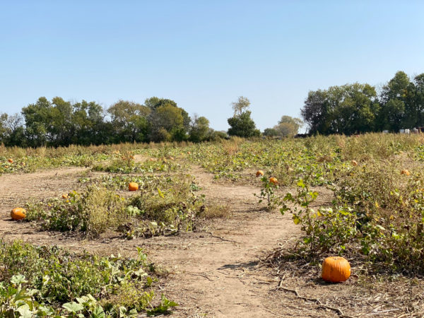 Louisburg Pumpkin Patch
