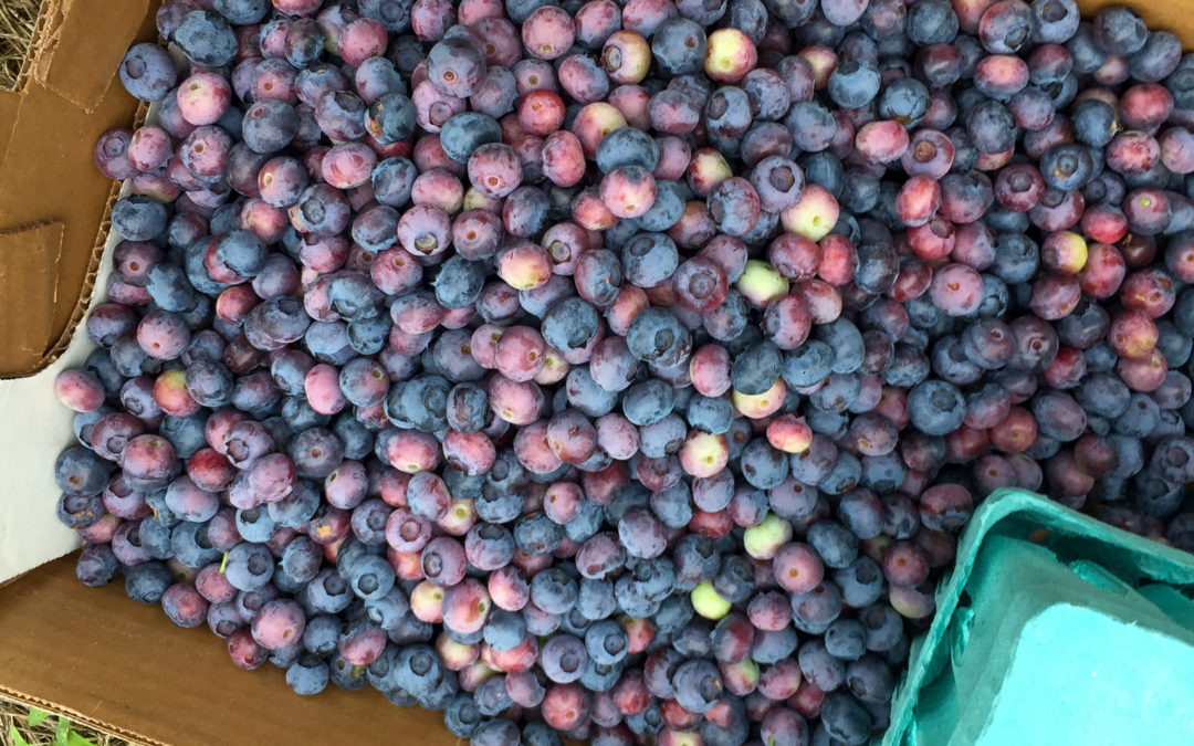 Thierbach Orchards U-Pick