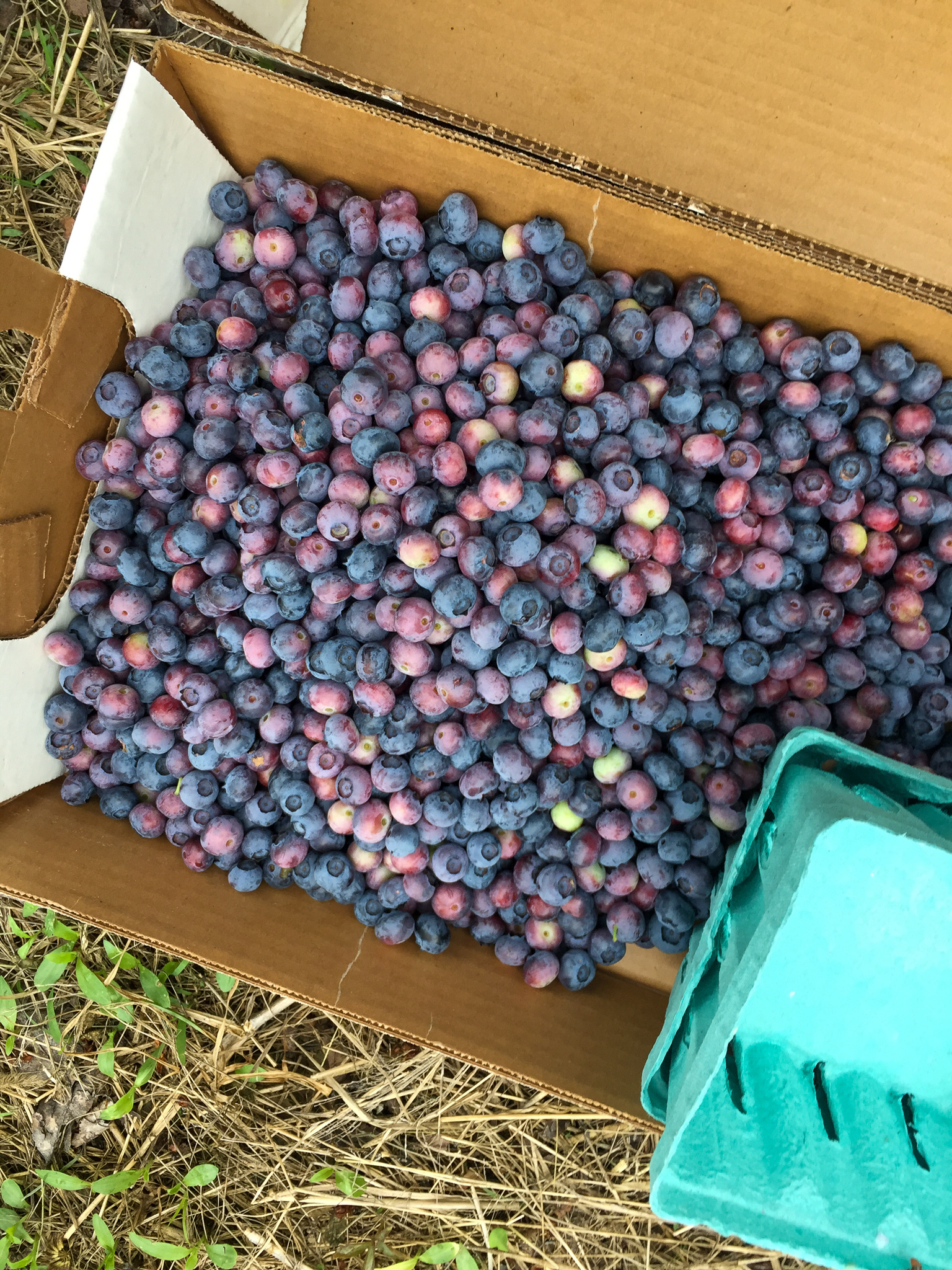 crate of blueberries from Orchard