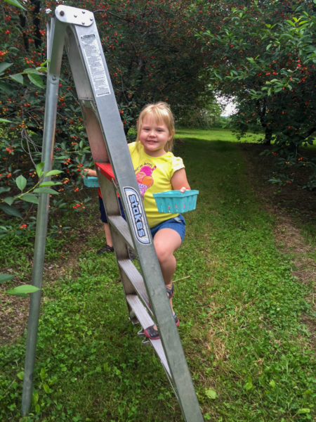 Thierbach Orchards girl on ladder to climb to tree