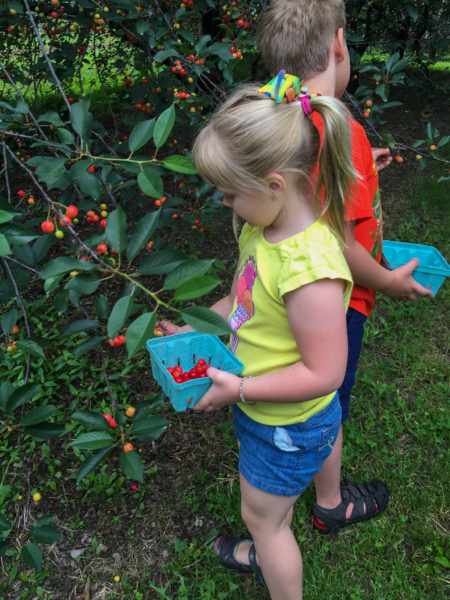 Thierbach Orchards cherry picking