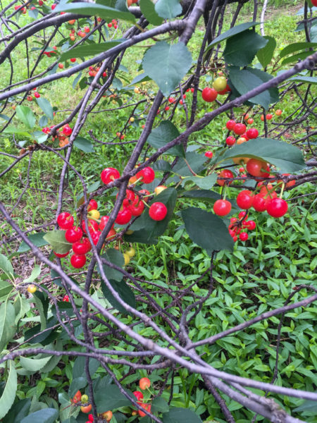 cherries on tree at Thierbach Orchards