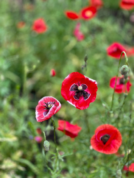 Poppies at West Flanders Park