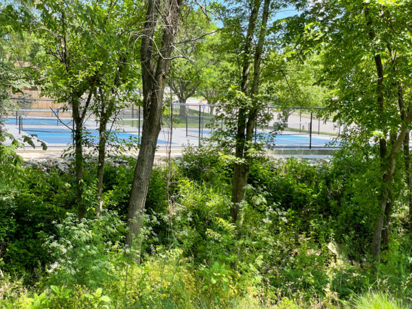 pickleball courts at lenexa park