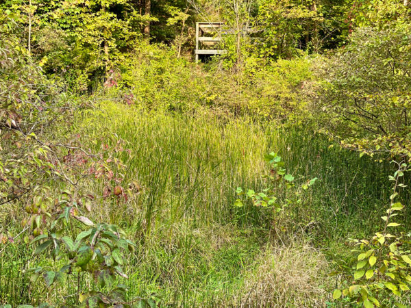 natural grass prairie