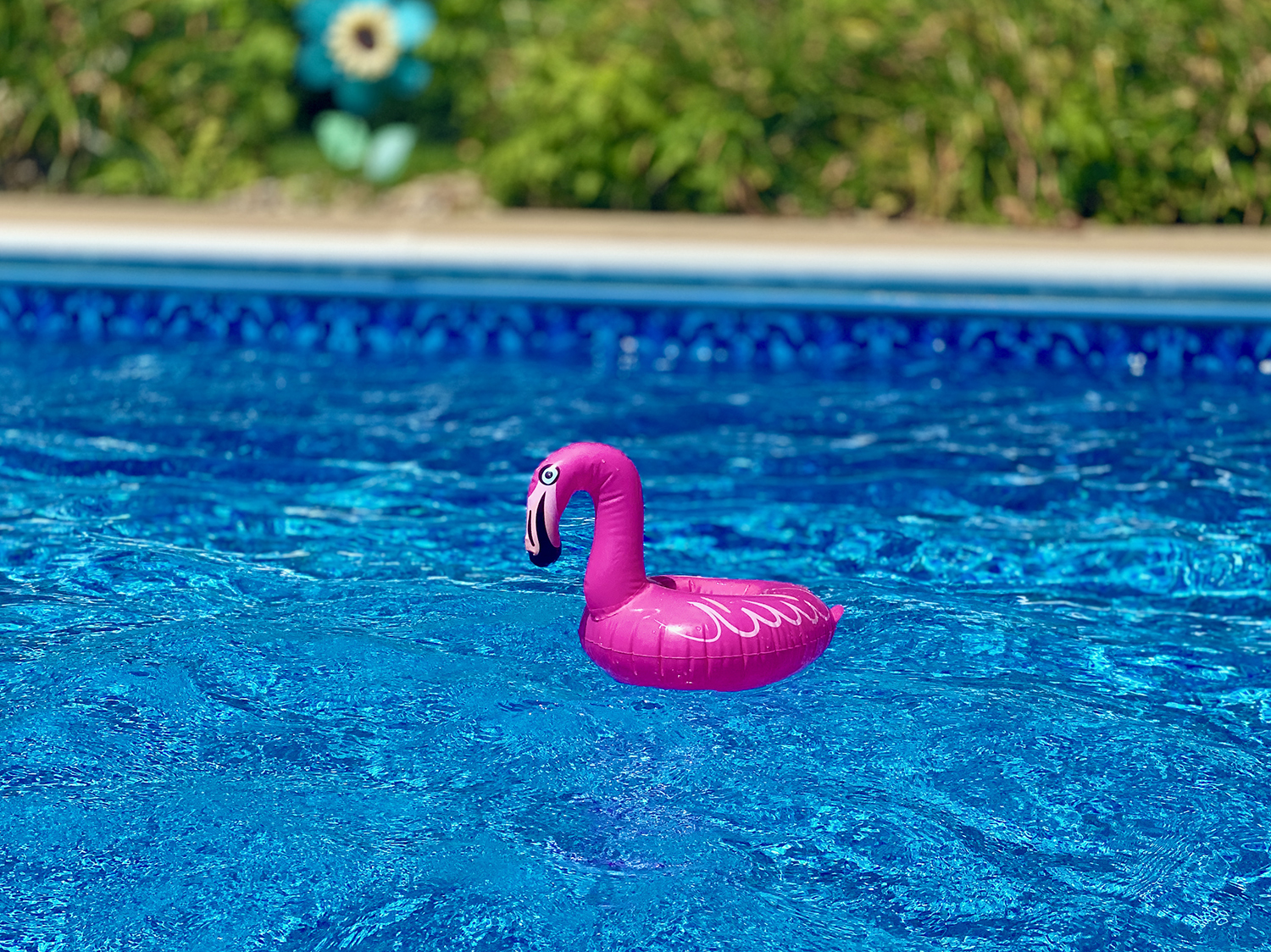 Pool with summer flamingo float