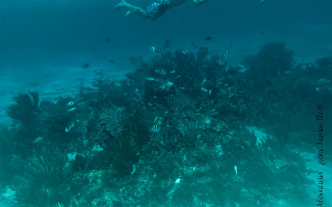 Port Grand Cayman Excursion