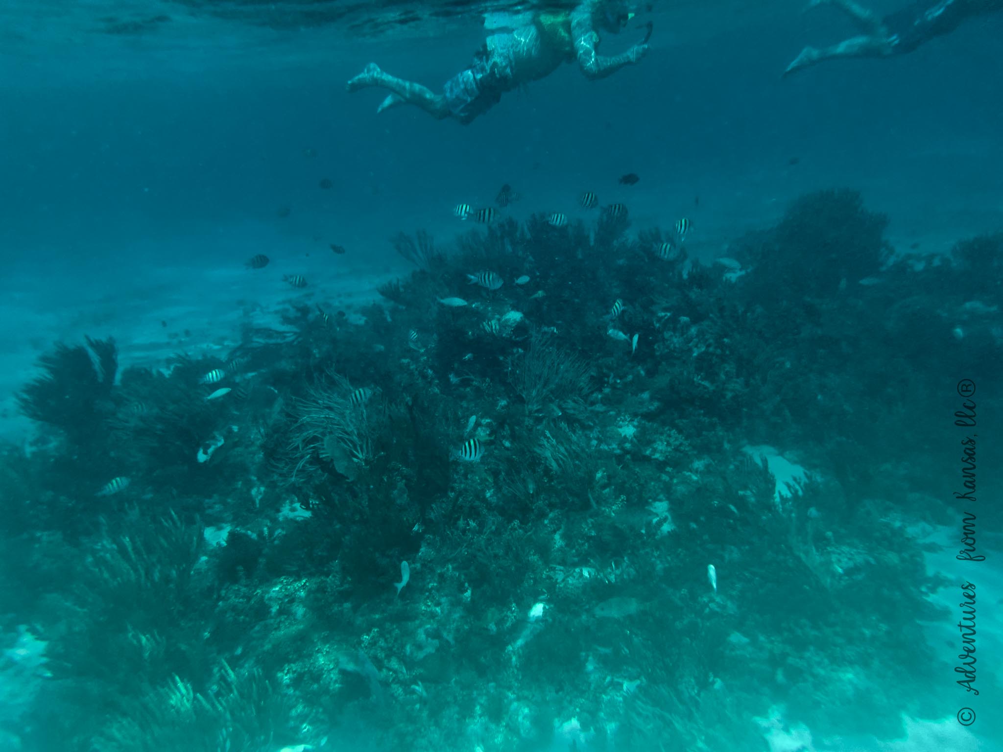 Grand Cayman Excursion Fish and Coral