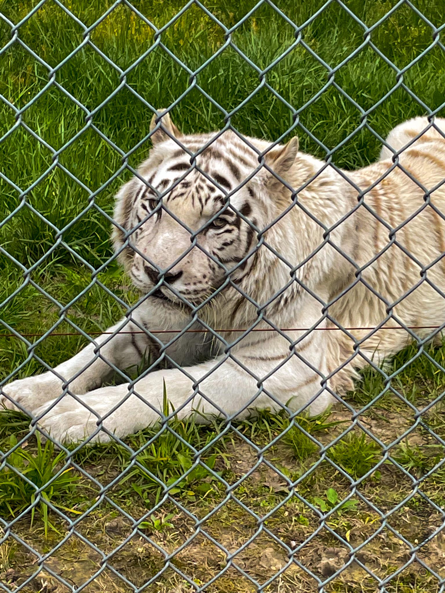 Cedar Cove Conservatory White Tiger