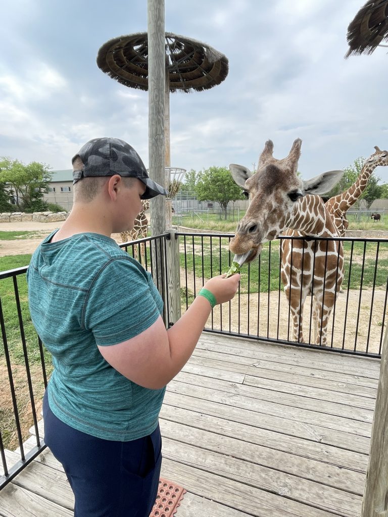 Feeding lettuce to a giraffe