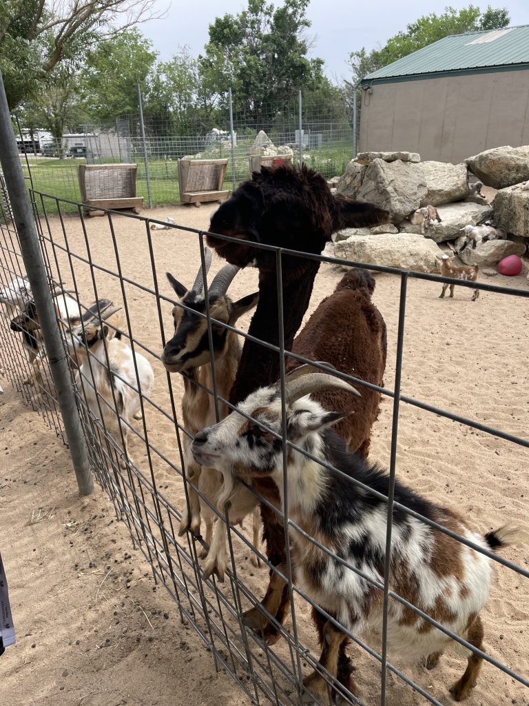 goats and alpacas waiting to be fed