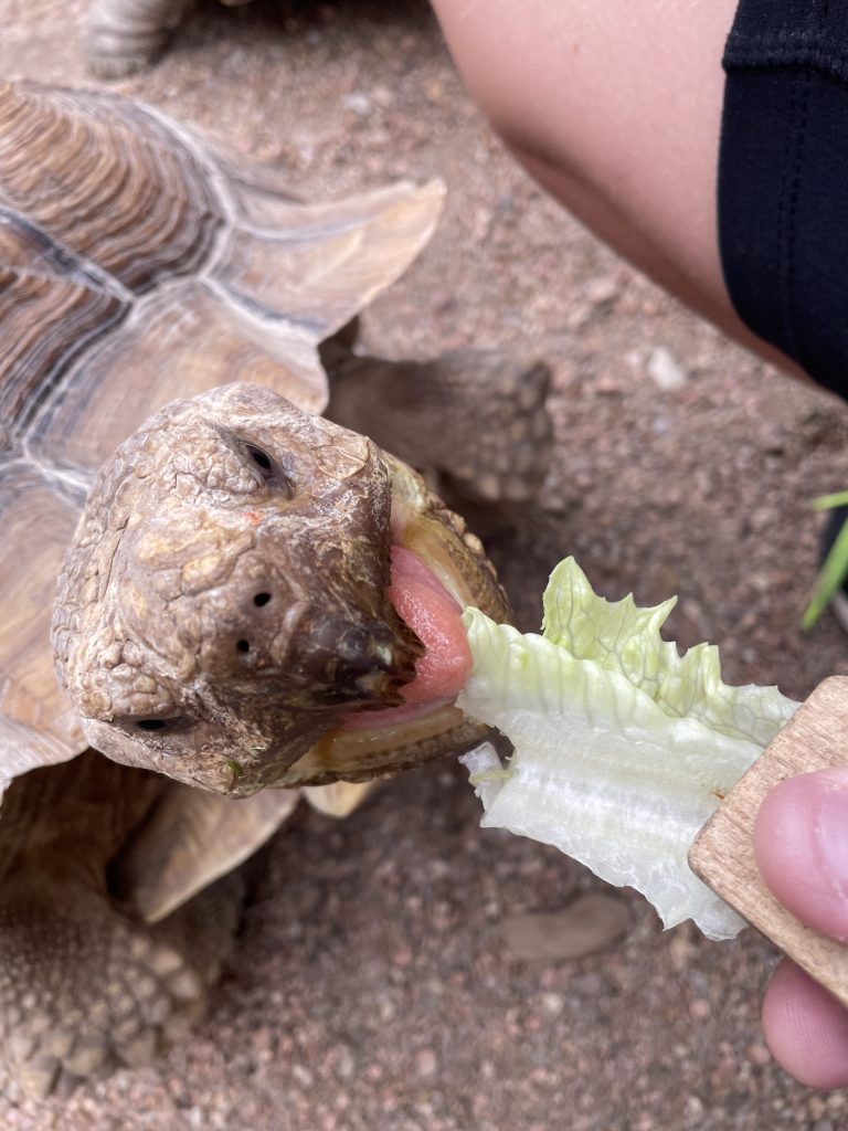 turtle eating a piece of lettuce