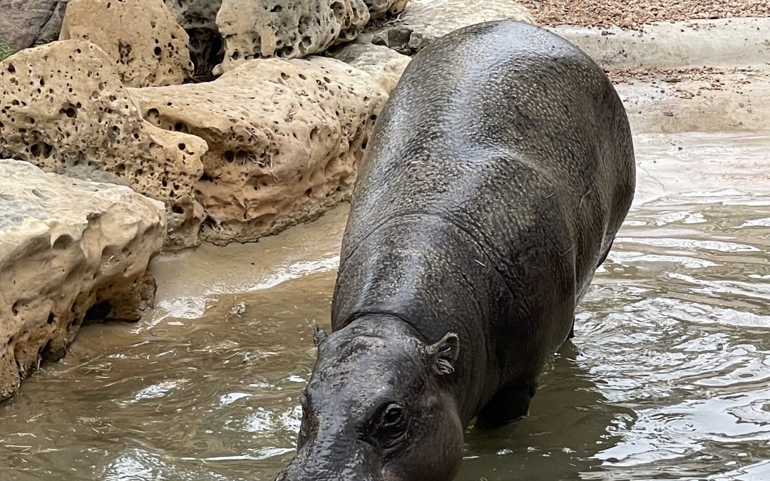Roam With Animals at Tanganyika Wildlife Park
