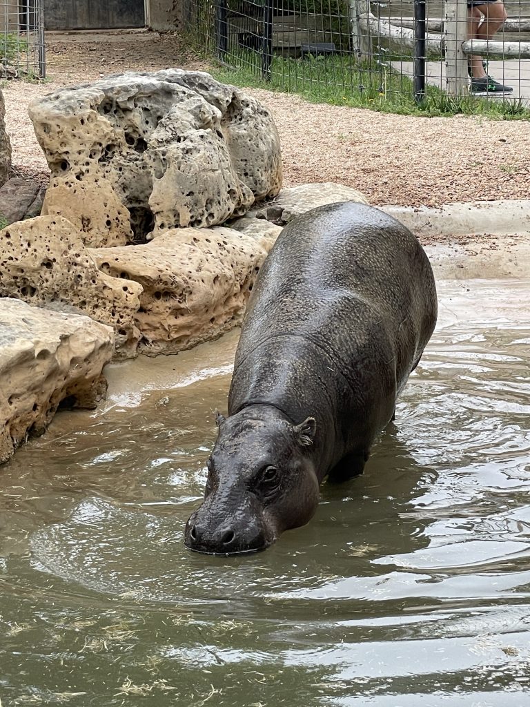 Hippo entering the water