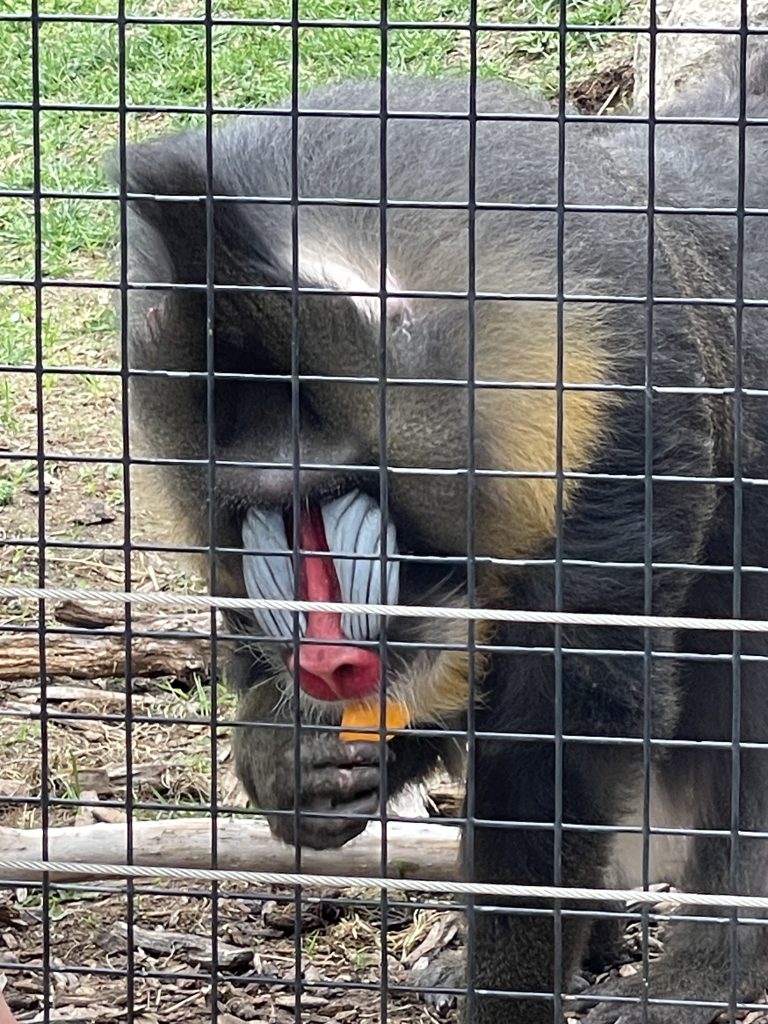 mandrill eating behind a cage