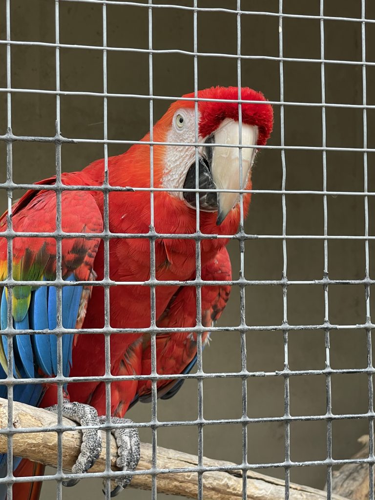 Tanganyika parrot in its cage
