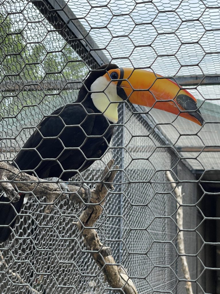 Tanganyika toucan in its cage